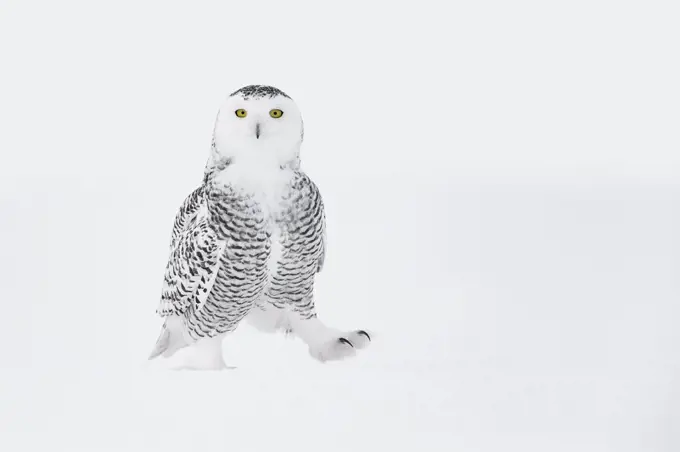 Snowy owl (Bubo scandiacus) walking on ground in snow, one foot raised, Ontario, Canada, January.