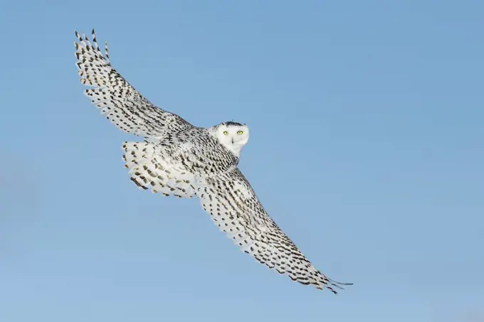 Snowy owl (Bubo scandiacus) in flight against blue sky, Ontario, Canada, January.