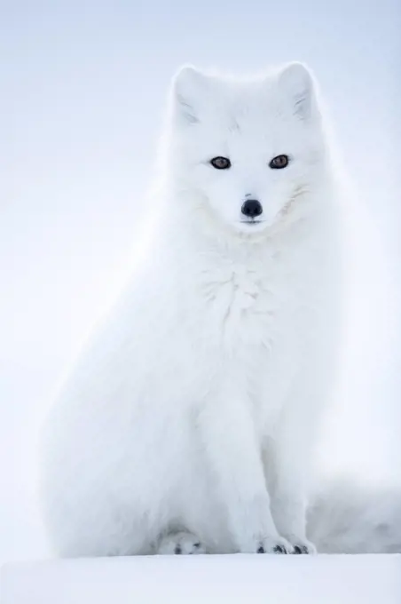 Arctic Fox (Vulpes lagopus), in winter coat portrait, Svalbard, Norway, April.