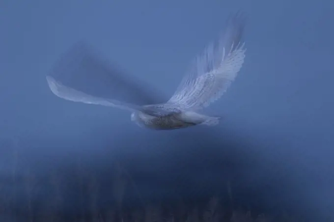 Blurred shot of Snowy owl (Bubo Scandiacus) flying though a salt marsh at dawn in Delta, British Columbia, Canada. January.