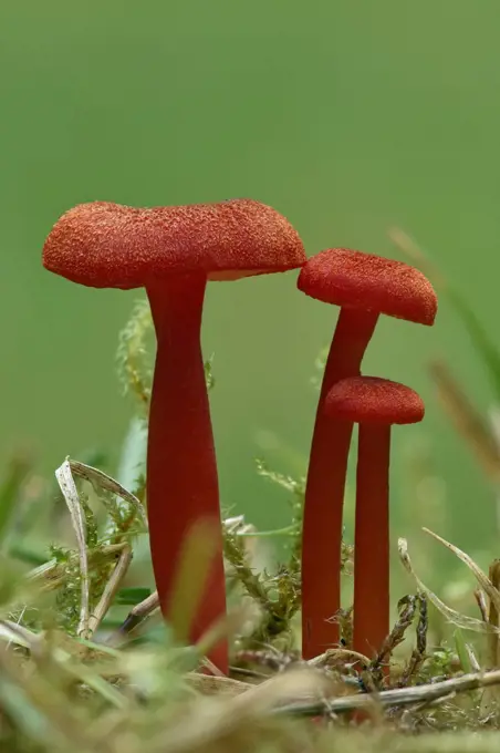 Vermilion waxcap fungi (Hygrocybe miniata) Buckinghamshire, England, UK, September - Focus Stacked Image