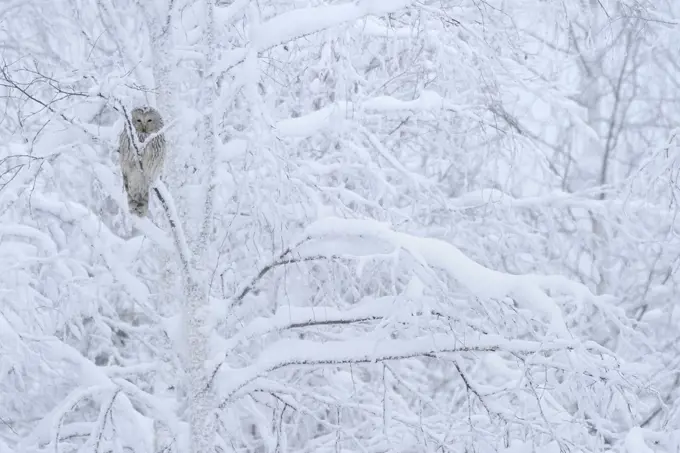 Ural owl (Strix uralensis) perched in snow covered tree, Oulanka National Park, Finland, February