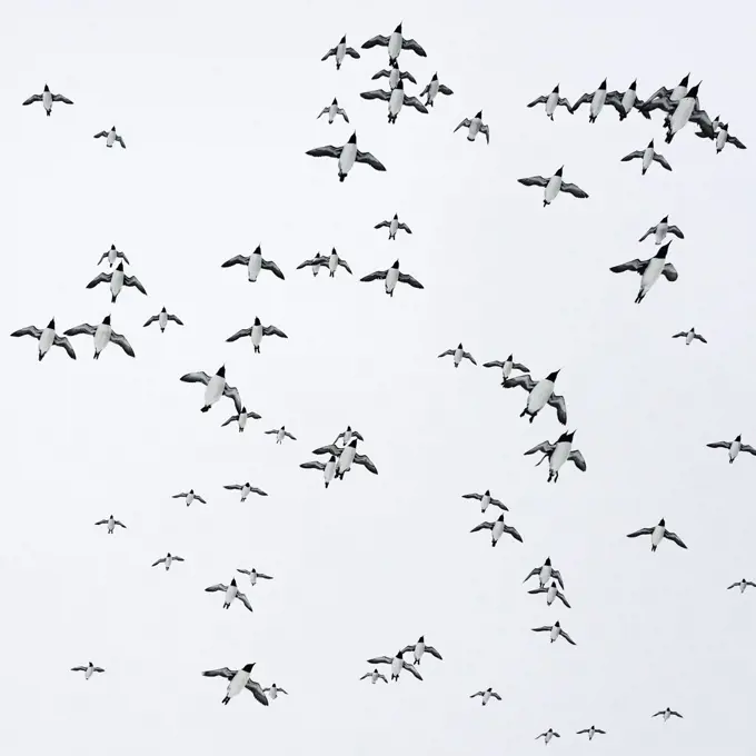 Guillemots (Uria aalge) flock in flight, Hornoya, Norway.