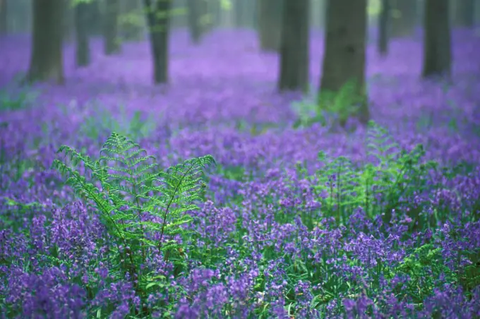 Bluebells flowering in woodland Hyacinthoides non-scripta} Belgium