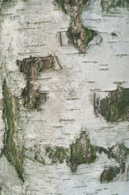 Close up of bark of Silver birch tree Betula verrucosa / pendula} Belgium