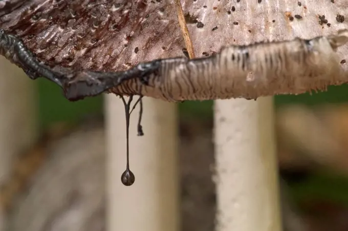 Close up of Common inkcap fungus showing ink droplet Coprinus atramentarius} Belgium