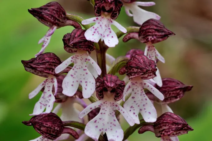 Lady orchid (Orchis purpurea) in flower, La Brenne, France