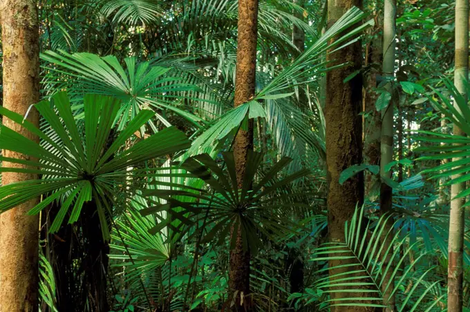 Palm trees (Licuala valida) in swamp forest, Lambir NP, Borneo, Sarawak, Malaysia