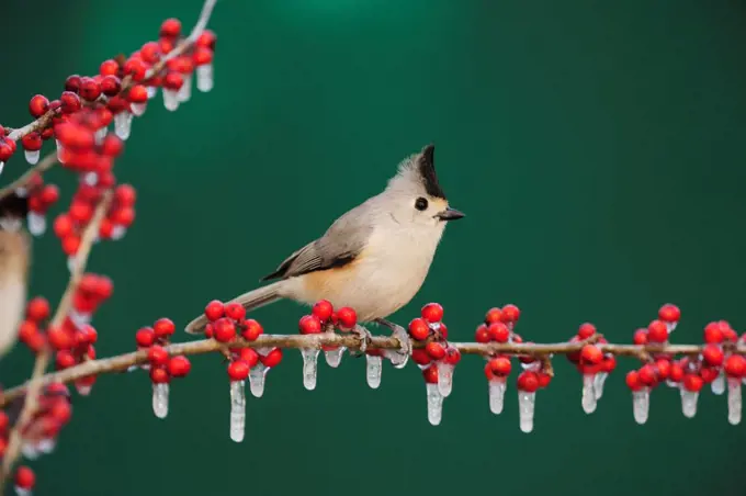 Black-crested Titmouse (Baeolophus bicolor atricristatus) adult on ice covered Possum Haw Holly (Ilex decidua) berries. New Braunfels, San Antonio, Hill Country, Texas, USA, January.