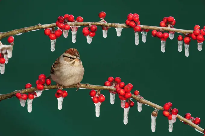 Chipping Sparrow (Spizella passerina) adult on ice covered Possum Haw Holly (Ilex decidua) berries. New Braunfels, San Antonio, Hill Country, Central Texas, USA, January.