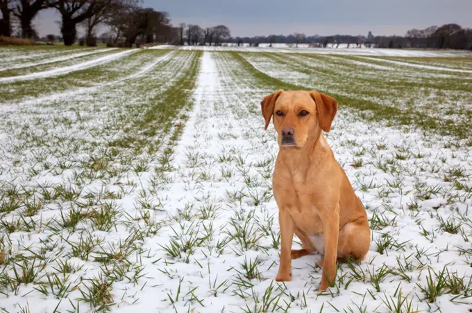 Yellow Labrador sitting in winter countryside, UK