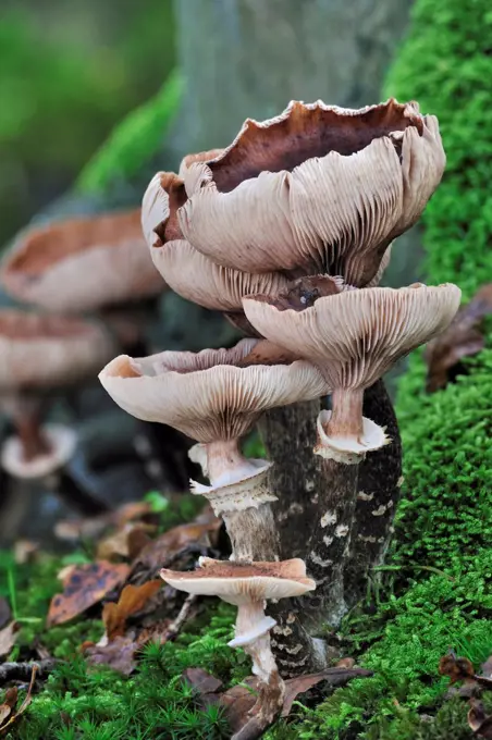 Dark honey fungus (Armillaria ostoyae / solidipes) in autumn forest, Belgium, October