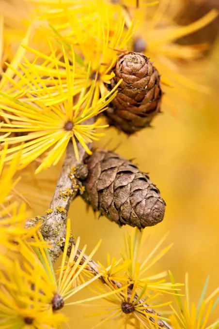 Larch Larix deciduas} yellow needles and cones in autumn, Donisthorpe, The National Forest, Leicestershire, UK, November