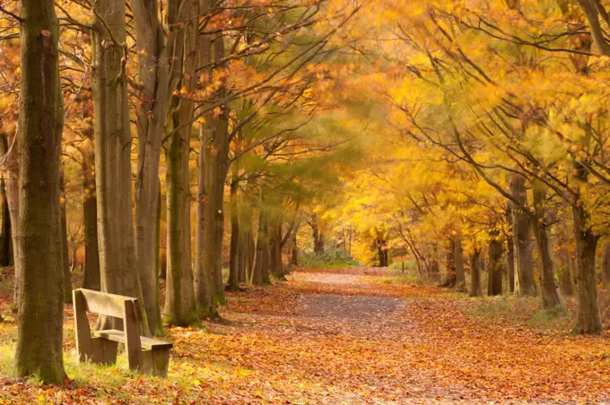 Avenue of European beech trees Fagus sylvatica} and bench in autumn, Beacon Hill Country Park, The National Forest, Leicestershire, UK, November 2010.