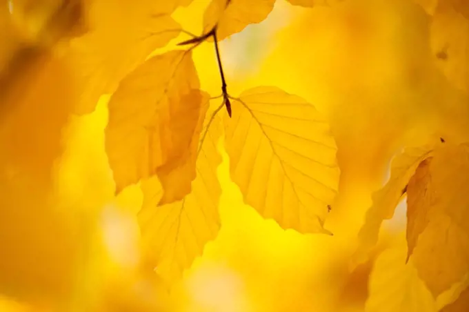 European Beech tree Fagus sylvatica} Yellow leaves in autumn, Sence Valley Forest Park, Leicestershire, UK. November. 2020VISION Book Plate. Did you know? Although thought to have been introduced by the Romans, UK Beech tree pollen has been discovered dating back to the last ice age, 6000 years ago.