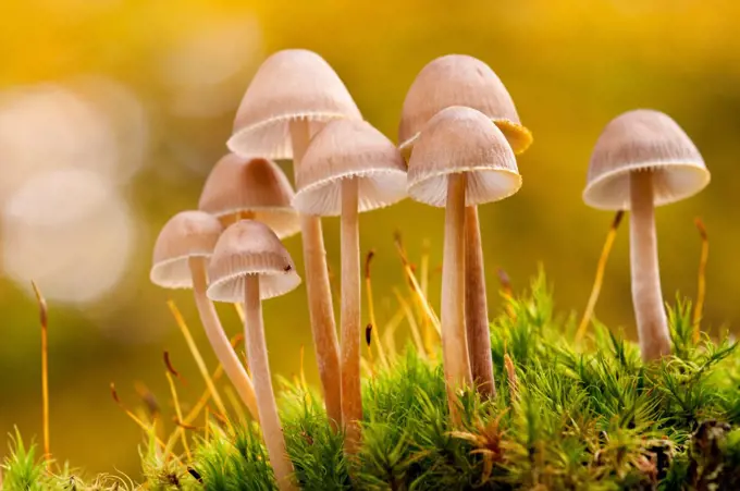 Close-up of group of toadstools (Mycena sp) autumn. Leicestershire, UK. November. Autumnal leaf canopy above creating a colourful backdrop.