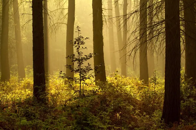 Forest interior at dawn, The National Forest, Midlands, UK, Spring 2011