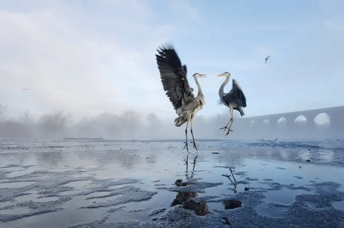 Two Grey herons (Ardea cinerea) squabbling over fish fed to them by visitors,River Tame, Reddish Vale Country Park, Stockport, Greater Manchester, UK, December 2010