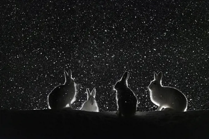 Mountain hares (Lepus timidus) backlit in snow at night, Vauldalen, Norway, April.
