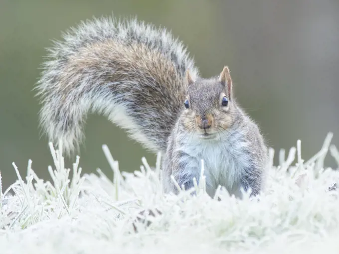 Grey squirrel (Sciurus carolinensis) in frosty garden, Wales, UK January.