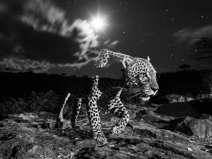 Leopard (Panthera pardus) male on moonlit night, Laikipia, Kenya. Taken using camera trap with a long exposure time to expose the stars and a flash to expose the foreground, creating a ghostly effect. Overall Winner of the MontPhoto competition 2021. EDITORIAL USE ONLY. All other uses to be approved.