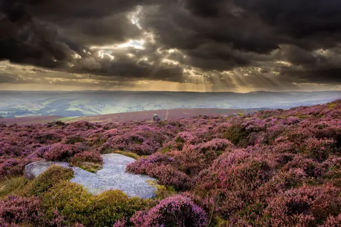 Scenic view of moorland habitat showing flowering heather (Ericaceae sp) in foreground, Peak District NP, August 2011