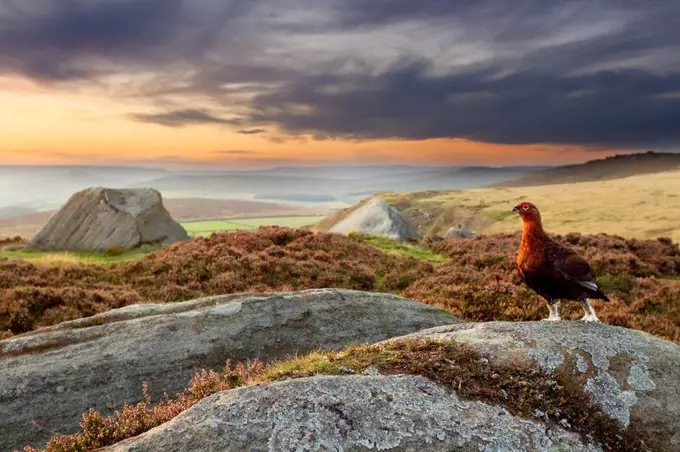 Red grouse (Lagopus lagopus scoticus) on heather moorland showing habitat, Peak District National Park, UK, September. Did you know Red grouse thrive on managed moorlands - the UK has at least 155,000 breeding pairs, our most common game bird.