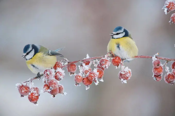 Two Blue tit (Parus caeruleus) adults in winter, perched on twig with frozen crab apples, Scotland, UK, December 2010