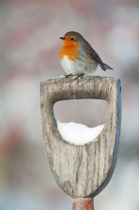 Adult Robin (Erithacus rubecula) perched on spade handle in the snow in winter, Scotland, UK, December 2010