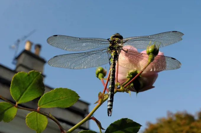 Male Southern hawker dragonfly (Aeshna cyanea) sunning itself on Rose flower (Rosa sp.) in garden in autumn, Wiltshire, England, UK, October