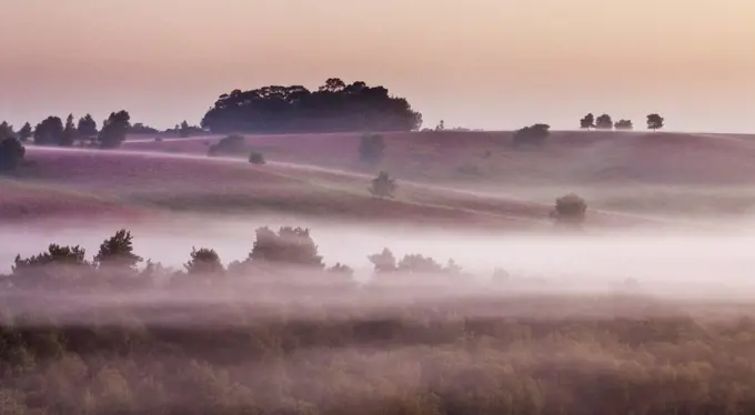 View over New Forest lowland heathland from Rockford Common at dawn, with Bell heather (Erica cinerea) flowering in the background,  Linwood, New Forest National Park, Hampshire, England, UK, August. 2020VISION Exhibition.