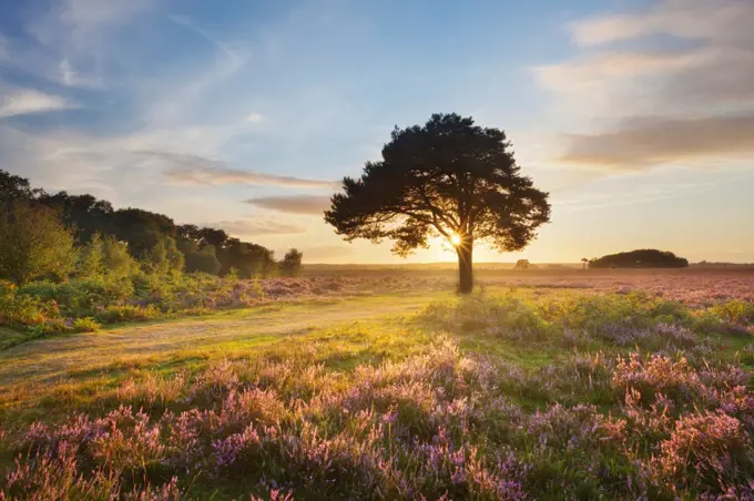 Ling (Calluna vulgaris) and Bell Heather (Erica cinerea) blooming on heathland with sun rising through tree. Pig Bush, Beaulieu, New Forest National Park, Hampshire, England, UK, August. Did you know Heathland is a manmade habitat which originated thousands of years ago when trees were cleared from nutrient poor areas of land.