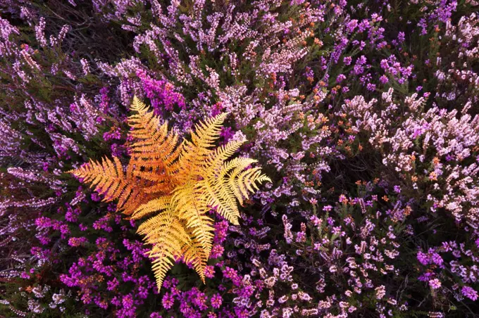 Bracken, flowering Bell Heather (Erica cinerea) and Ling (Calluna vulgaris). Rockford Common, Linwood, New Forest National Park, Hampshire, England, UK