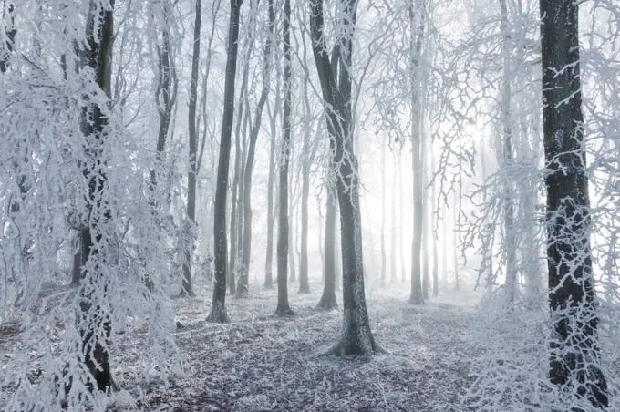 Beech (Fagus sylvatica) woodland in hoar frost and winter mist. West Woods, Compton Abbas, Dorset, England, UK, December.