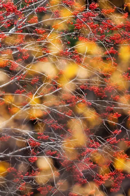 Rowan Tree (Sorbus aucuparia) covered in berries seen through autumn leaves. Dartmoor National Park, Devon, England, UK, October.