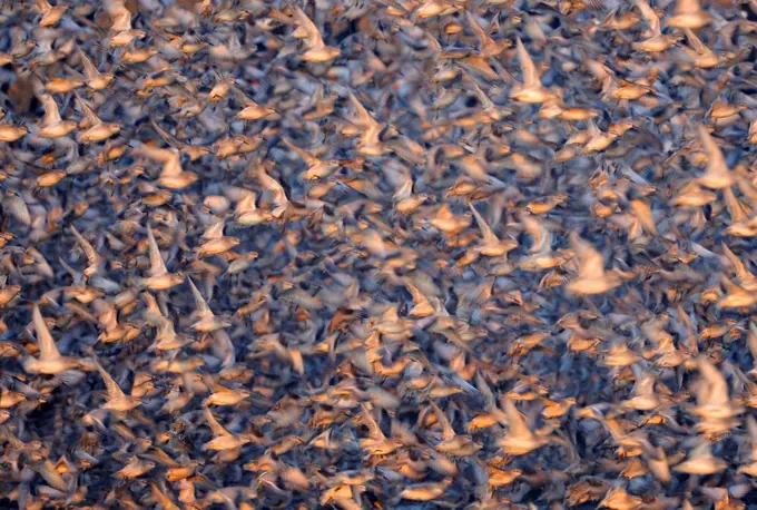 Flock of Knot (Calidris canuta) taking flight. Snettisham, UK, January. Did you know The red knot has one of the longest migrations in the world, with some travelling 9000 miles from the Arctic to the tip of South America.