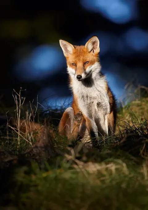 Red fox (Vulpes vulpes) sitting in deciduous woodland, Lancashire, England, UK, November.