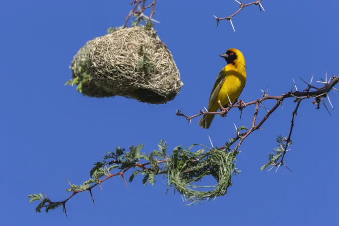 Southern masked weaver (Ploceus velatus) building nest hanging from tree branch, Kgalagadi Transfrontier Park, South Africa.