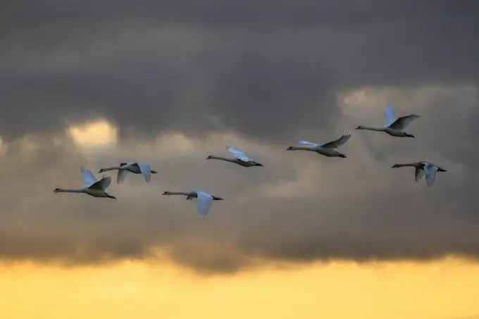 Mute swans (Cygnus olor) in flight against a cloudy sky, Caerlaverock Wetland Centre, Dumfries & Galloway, Scotland, UK. November.