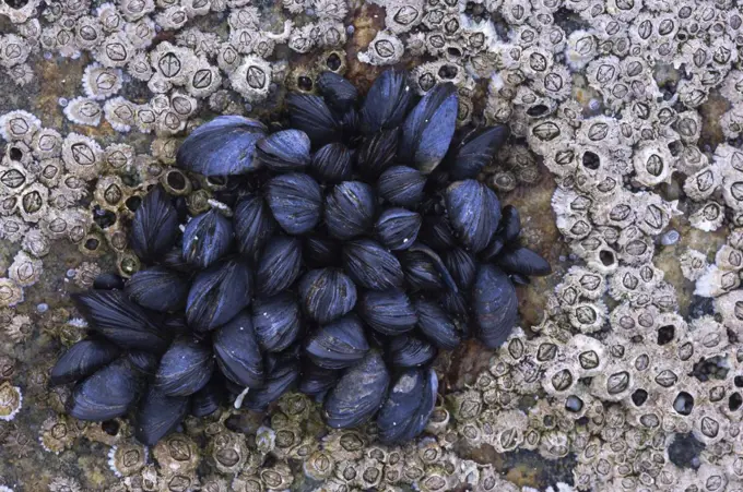 Young Common / Blue mussels (Mytilus edulis) amongst acorn barnacles (Balanus amphitrite) Tiree, Scotland UK, May 2006