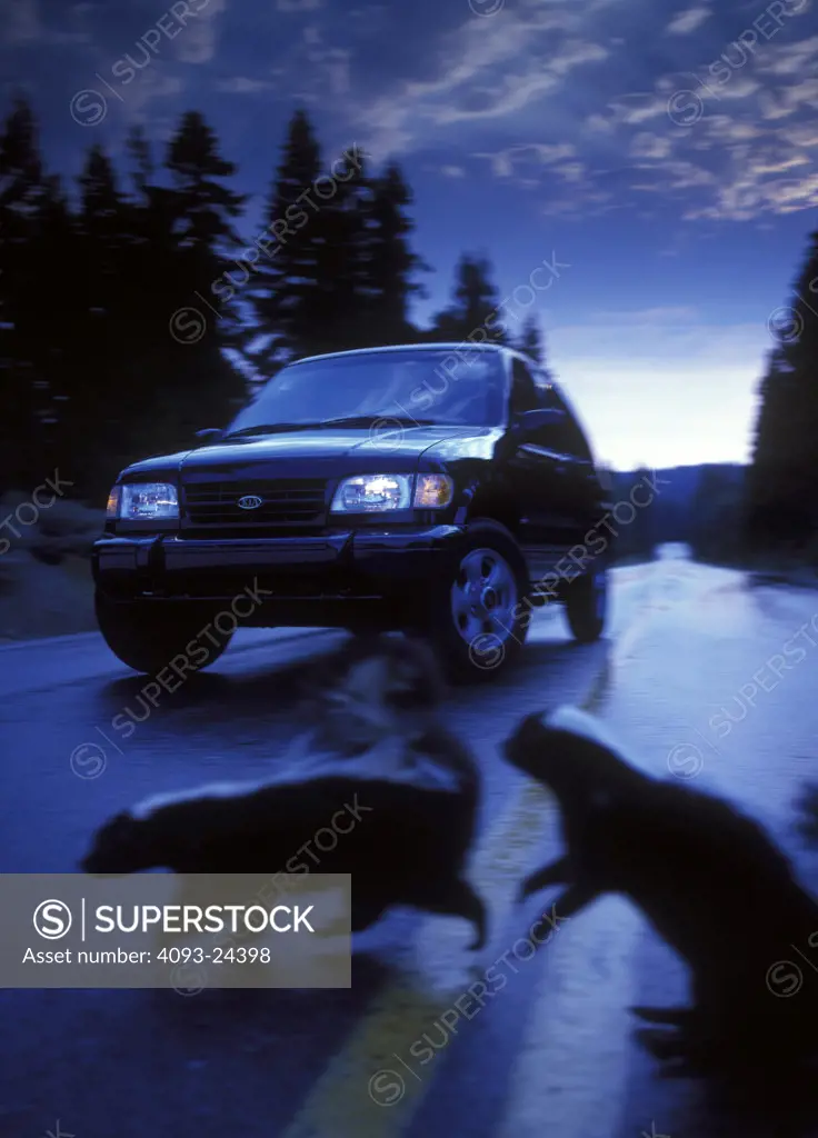 low angle Kia Sportage 1995 1990s black skunks crossing danger safety swerving animals hazard