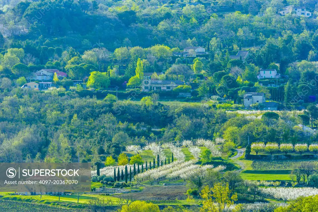 Cherry orchard and vinyard estate in spring, at dusk, Provence, France