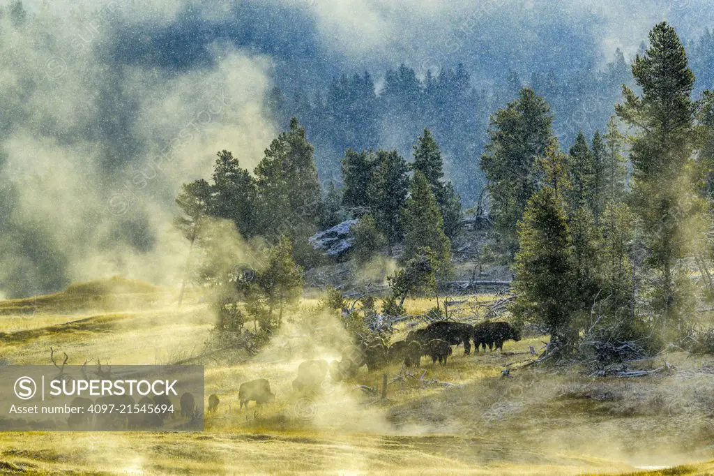 Bison in Yellowstone National Park in Wyoming, USA