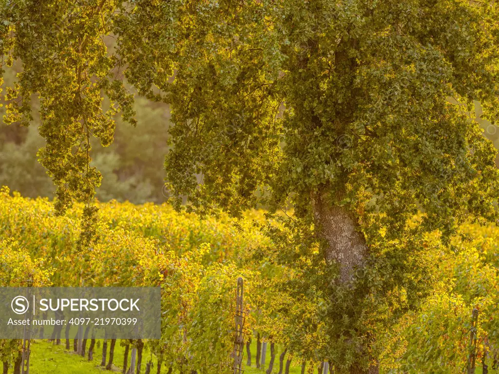 Grape vines in the Tuscany countryside, Italy