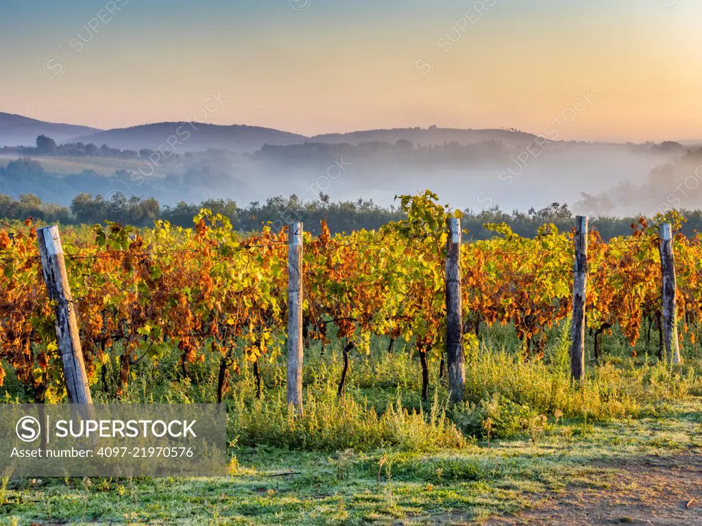 Grape vines in the Tuscan countryside, Italy