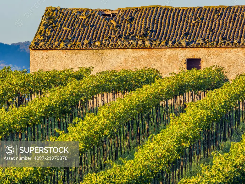 Grape vines in the Tuscan countryside, Italy