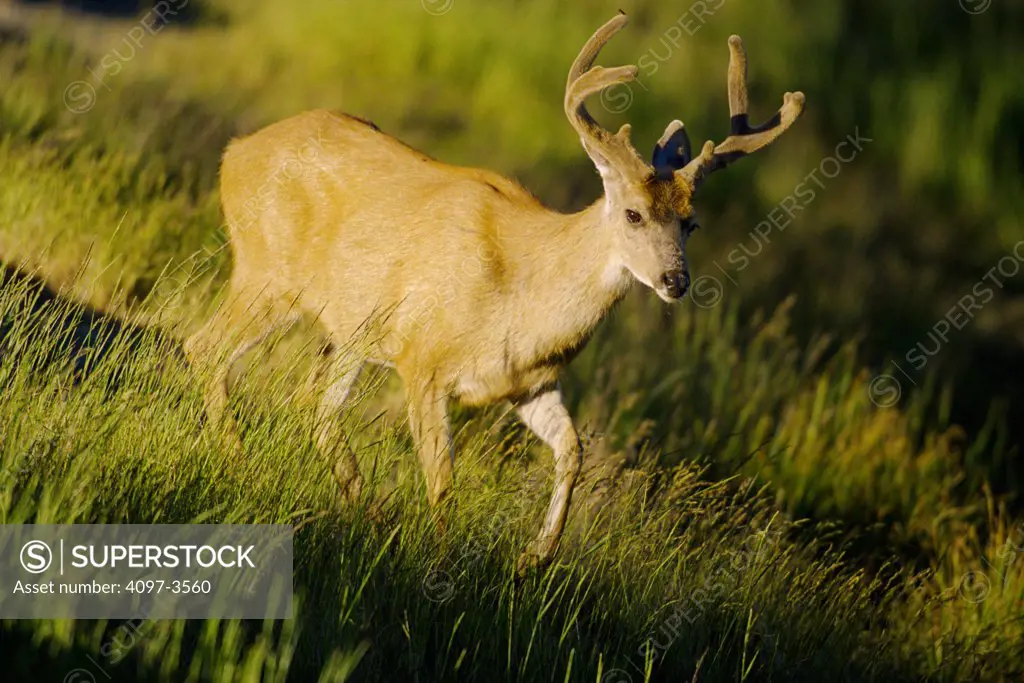 Mule deer (Odocoileus hemionus) walking in a field, Olympic National Park, Washington State, USA