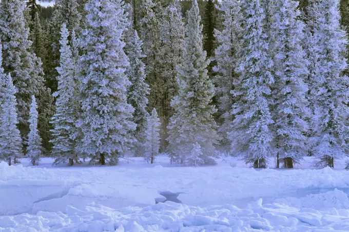 Snow covered trees on a mountain, Canadian Rockies, Jasper National Park, Alberta, Canada