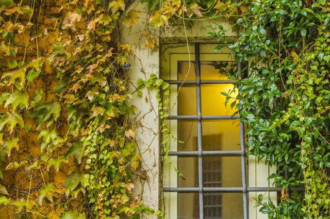 Vines on appartment in the Trastevere District, Rome