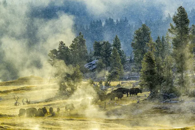 Bison in Yellowstone National Park in Wyoming, USA